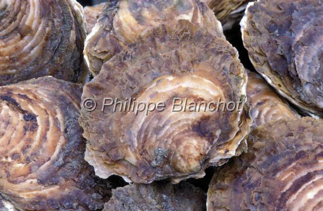 huitre oleron 28.JPG - Huître plate ou Belon (Ostrea edulis), Cancale, France